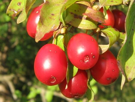 Dirndlfrucht zur Erntezeit