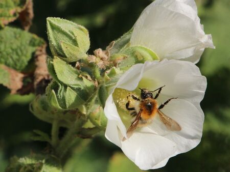Biene auf Stockrose