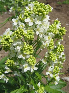 Krenblüten