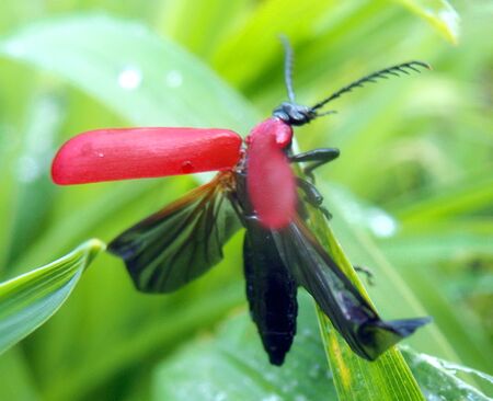 Pyrochroa coccinea - Schwarzköpfiger Feuerkäfer