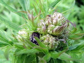 Käfer auf Baldrianblüte (Knospe)