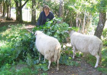 Fütterung von Shafen mit Schnoatästen