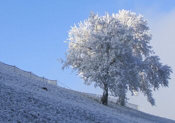 Reif auf Baum