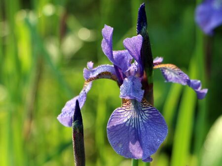 blaue Schwertlilie (Iris)