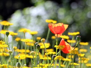 SG Mohn u gelbe Korblüten.jpg