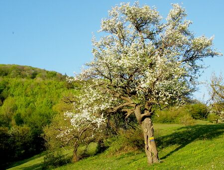Birnbaumblüte am Gaisbühel