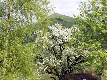 Blick vom Steinschalerhof auf den Gaisbühel